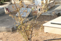  بعد عام من تحذيرات يافا 48 - موت أشجار الحمضيات في مقبرة طاسو بمدينة يافا